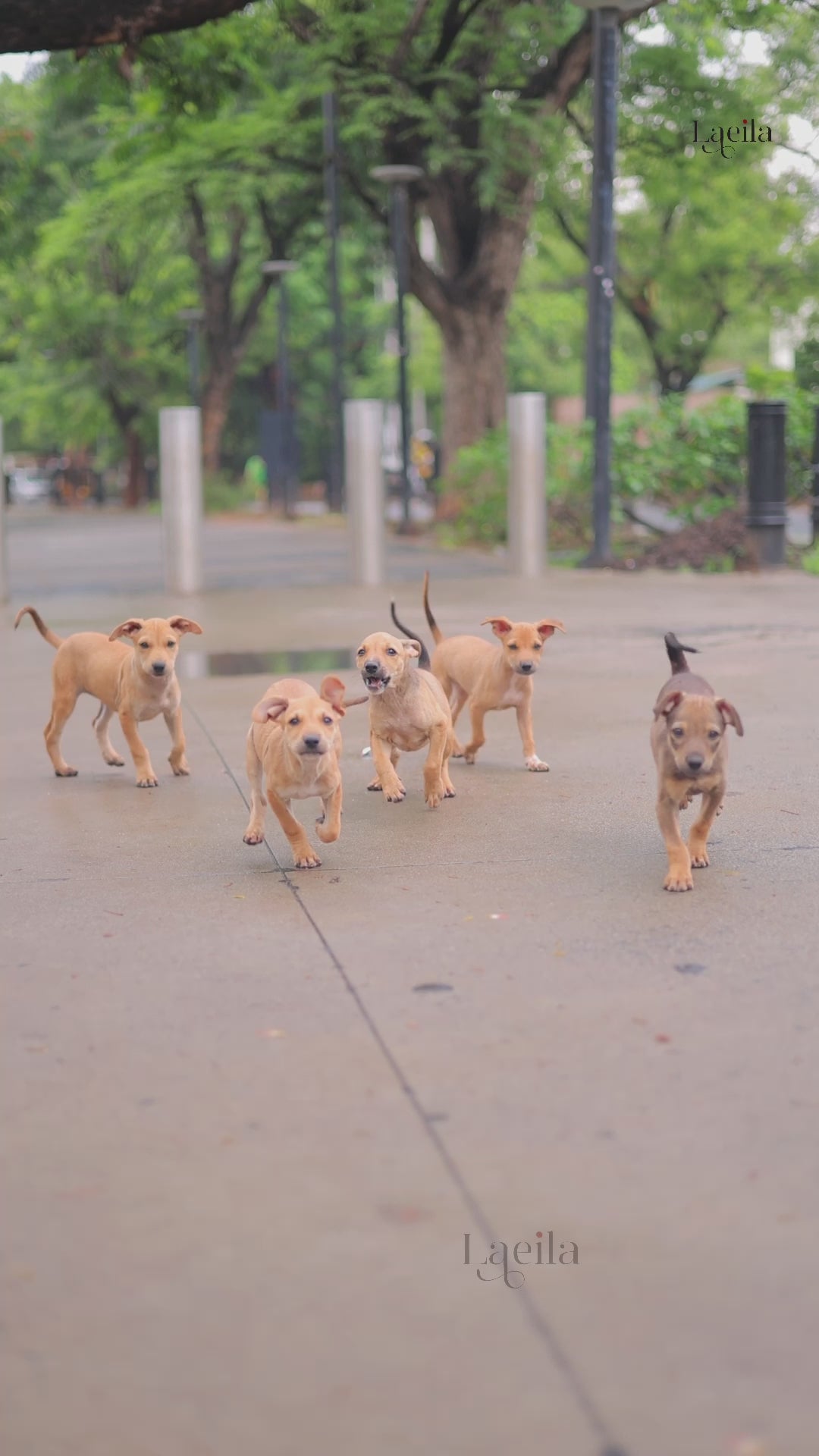 Blue organza Top with puff sleeves